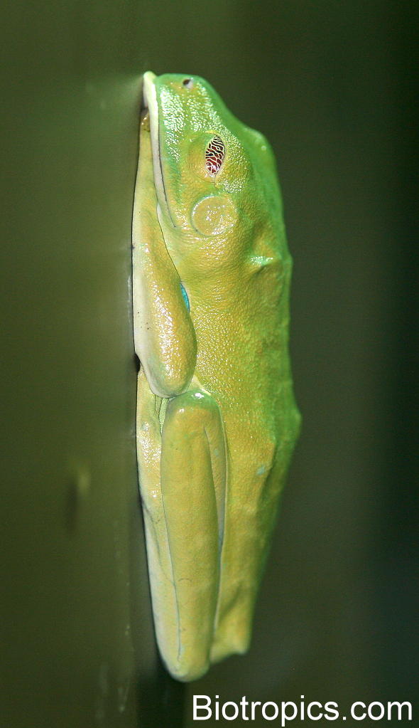 Rotaugenlaubfrosch in Schlafstellung