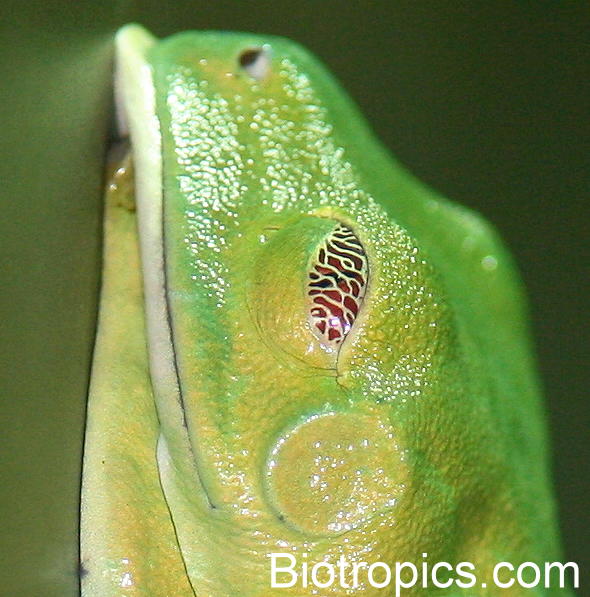 Schlafender Agalychnis callidryas Schlafender Agalychnis callidryas