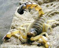 Androctonus australis