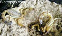 Androctonus australis-Pärchen Androctonus australis-Pärchen