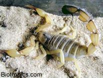 Androctonus australis