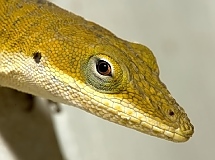 Anolis carolinensis