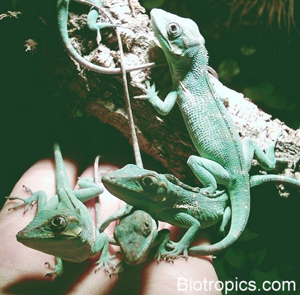 Gruppe junger Anolis equestris