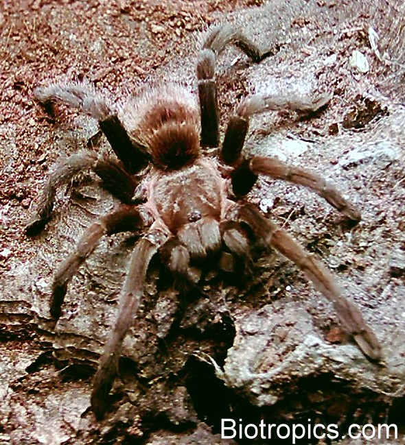 Aphonopelma stoicum