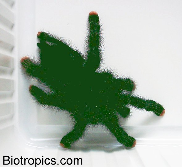 Avicularia metallica