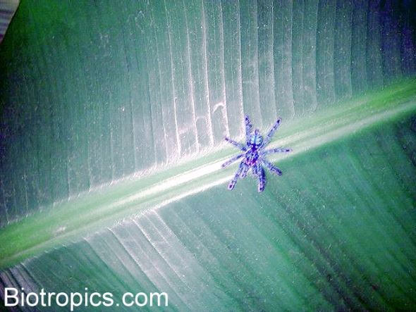 Avicularia versicolor Jungtier
