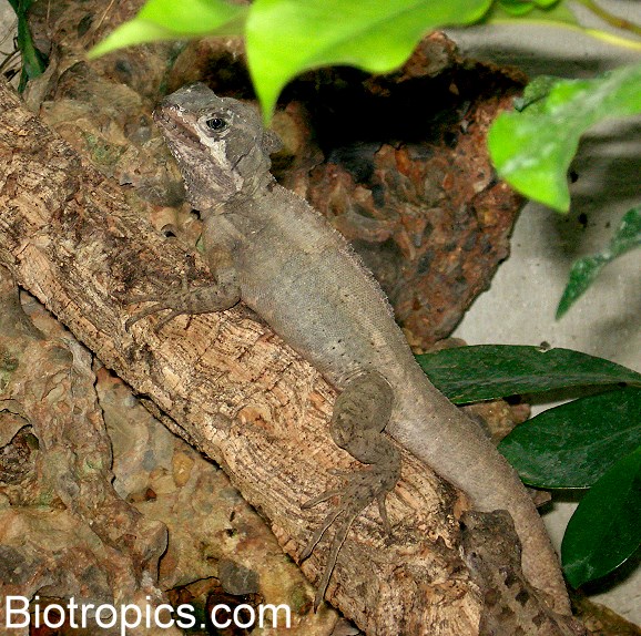 Basiliscus vittatus