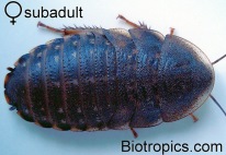 Subadulte weibliche Blaptica dubia