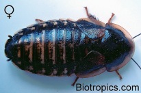 Weibliche Blaptica dubia
