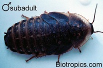 Subadulte m�nnliche Blaptica dubia