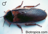 M�nnliche Blaptica dubia