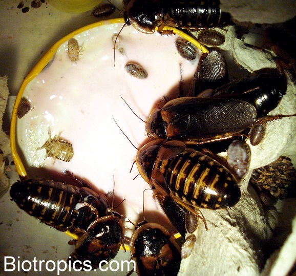 Blaptica dubia bei der F�tterung