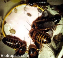 Blaptica dubia beim Fressen