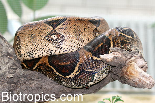 Boa constrictor