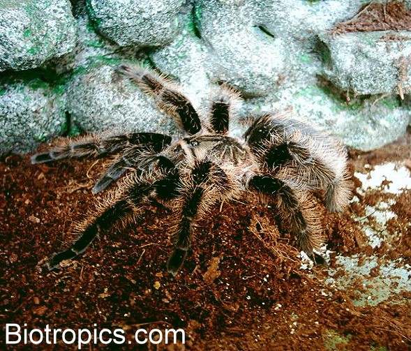 Brachypelma albopilosum
