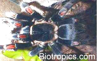 Brachypelma auratum