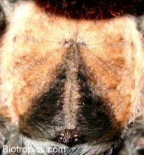 http://www.biotropics.com/assets/images/Brachypelma_emilia_021.jpg