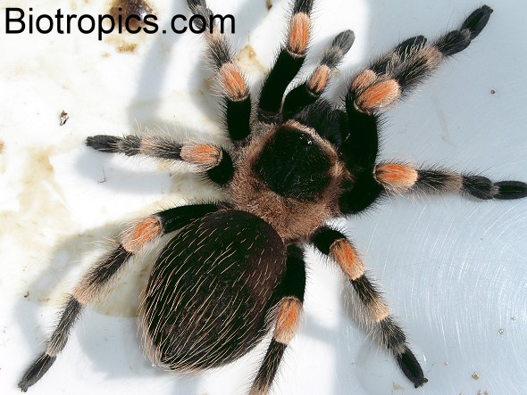 Brachypelma smithi