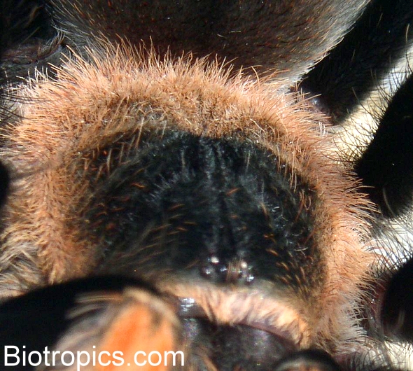 Brachypelma smithi - Carapax