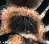 Brachypelma smithi - Carapax