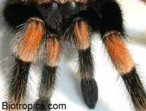 Brachypelma smithi