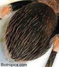 Brachypelma smithi - Abdomen