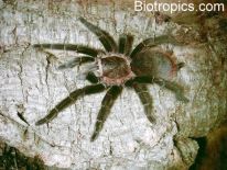 Brachypelma vagans