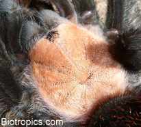 Brachypelma albiceps - Carapax Brachypelma albiceps - Carapax