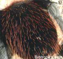 Brachypelma albiceps - Abdomen