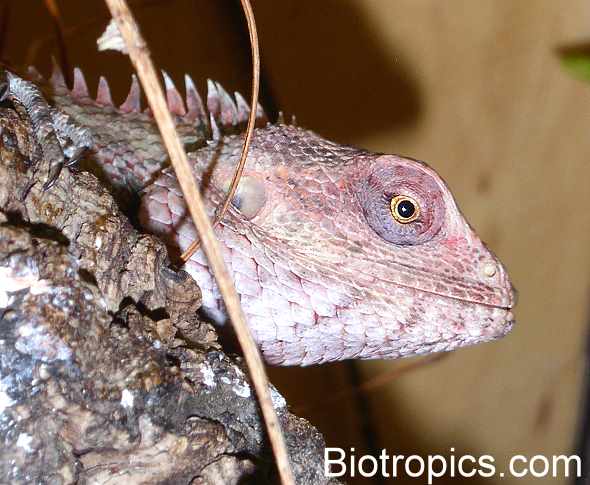 Calotes versicolor