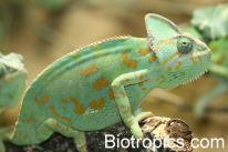 Weiblicher Chamaeleo calyptratus