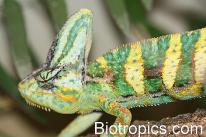 M�nnlicher Chamaeleo calyptratus