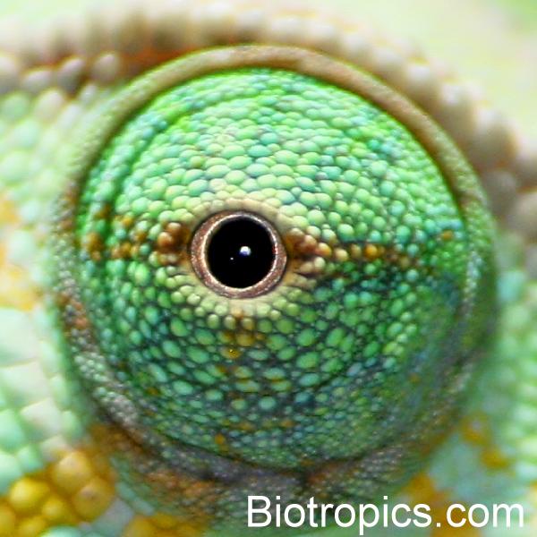 Auge von Chamaeleo calyptratus