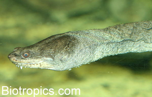 Chelonida siebenrocki