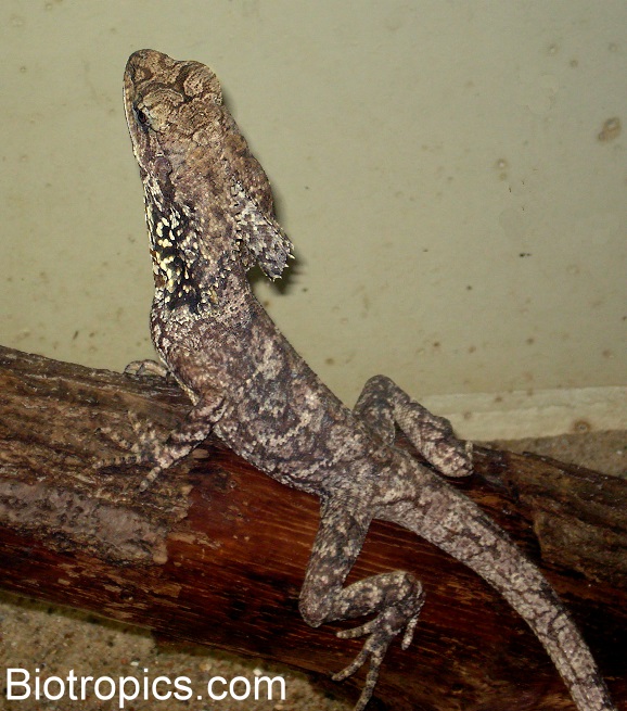 Chlamydosaurus kingii