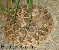 Crotalus atrox