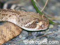 Kopfaufnahme eines Crotalus atrox