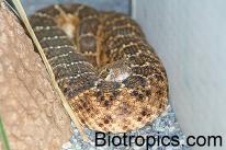 Crotalus atrox