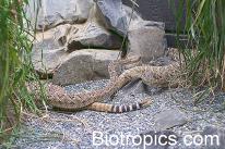 Crotalus atrox im Terrarium