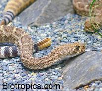 Crotalus atrox Crotalus atrox