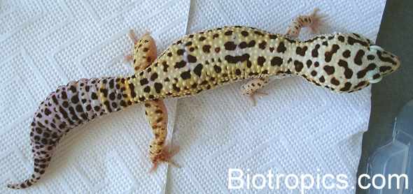 Leopardgecko