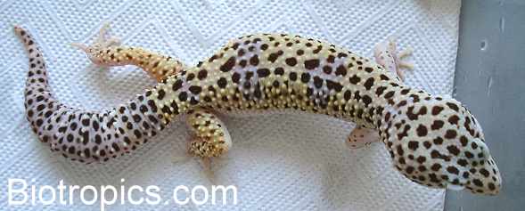 Leopardgecko