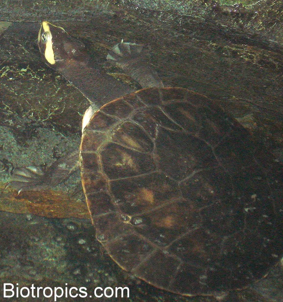 Emydura subglobosa