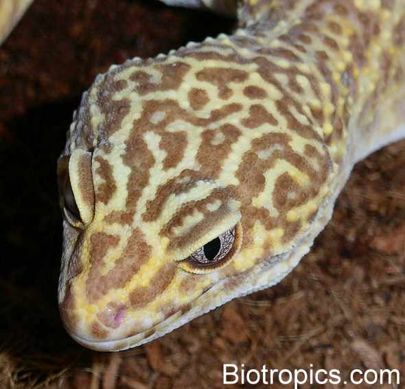 Chocolate Albino