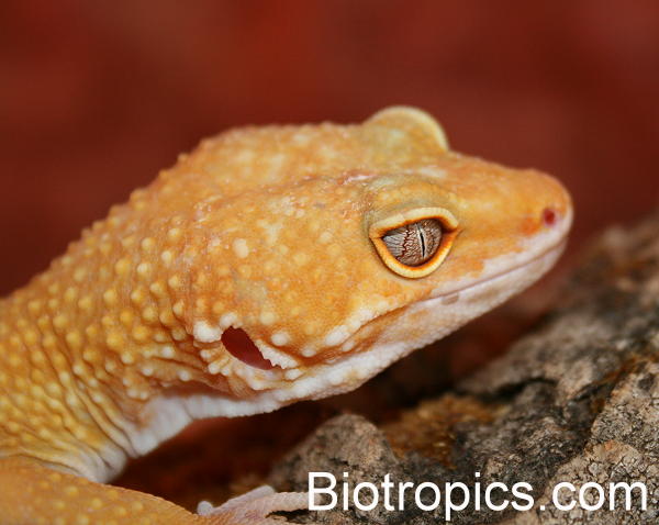 Sunglow Leopardgecko
