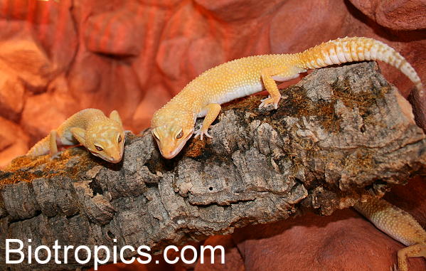 Sunglow Leopardgecko
