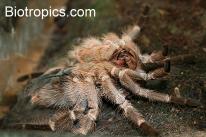 H�utung Vogelspinne