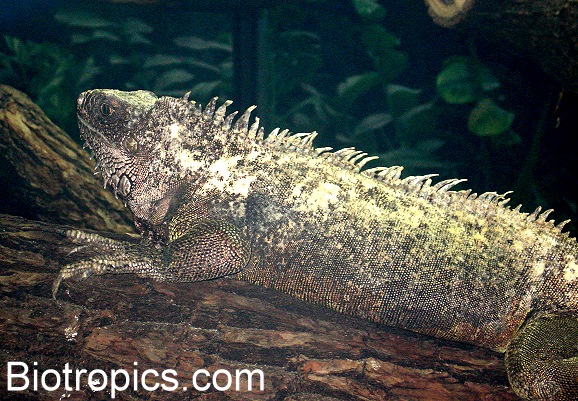 Iguana iguana