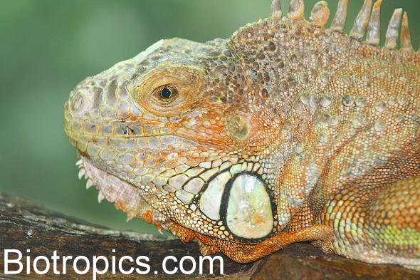 Iguana iguana