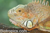 M�nnlicher gr�nr Leguan im Portrait